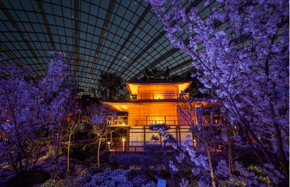 Gardens by the Bay’s Sakura Floral Display Offers Day-to-Night Experience