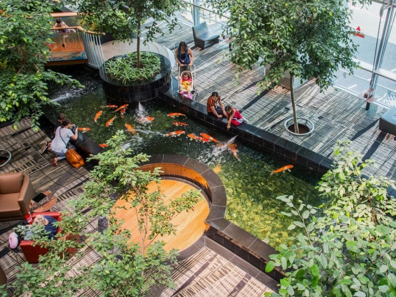From Toilets to Towers: How Changi Airport is Saving Water by the Pool-load