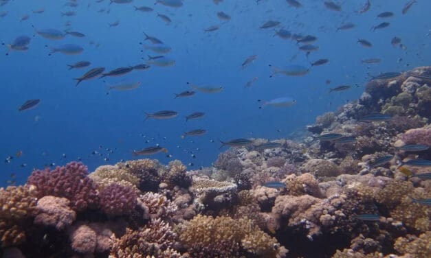 Saudi Arabia Protects Blue Economy with Scientific Project