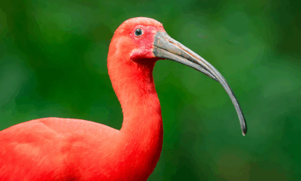 KL Bird Park: Explore the World’s Largest Free-Flight Aviary