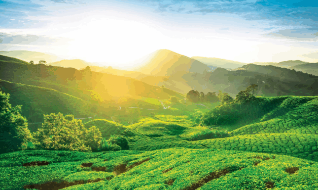 Cameron Highlands: Discover Malaysia’s Scenic Tea Plantations, Mossy Forest and Highland Escapes