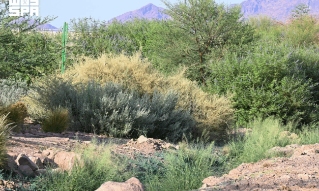 Madinah Region’s Native Plant Diversity Supports Biodiversity and Environmental Sustainability