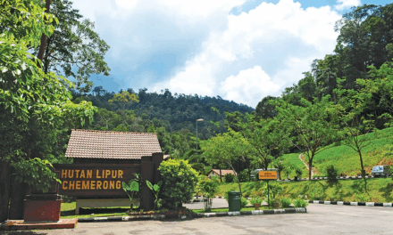Conquer the Chemerong-Berembun-Langsir Trail: Terengganu’s Ultimate Rainforest Hiking Adventure