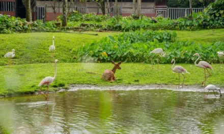 Zoo Taiping & Night Safari: Discover Malaysia’s Oldest Zoo by Day and the Country’s First Night Safari