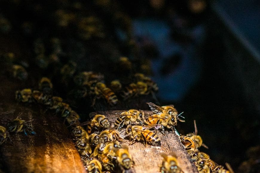 Honeybees gathered on a traditional hive in the tropical landscape of Phu Quoc